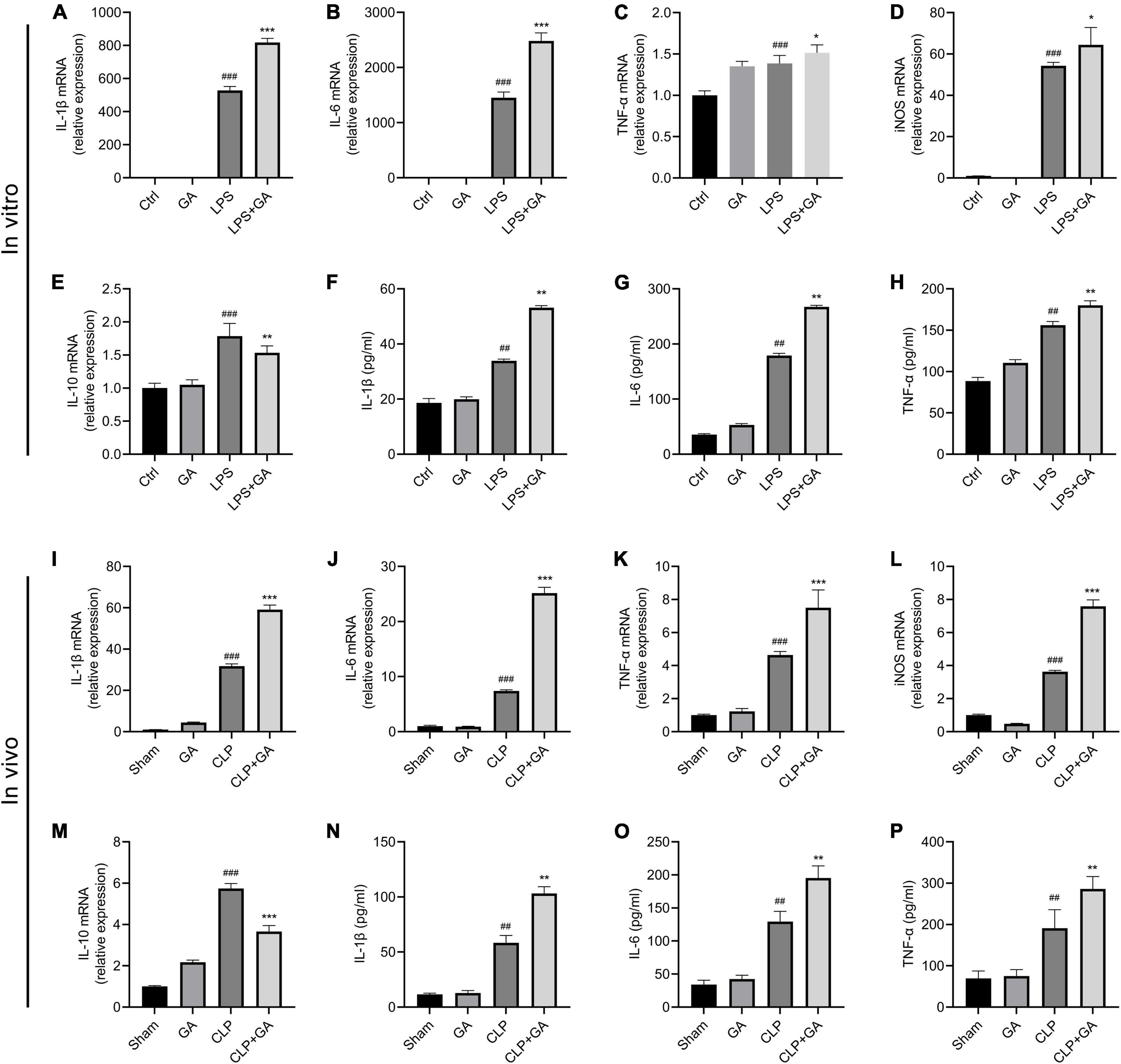 Ginkgolic acid promotes inflammation and macrophage apoptosis via SUMOylation and NF-κB pathways in sepsis